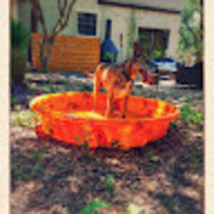 Meet your Posher, Collin